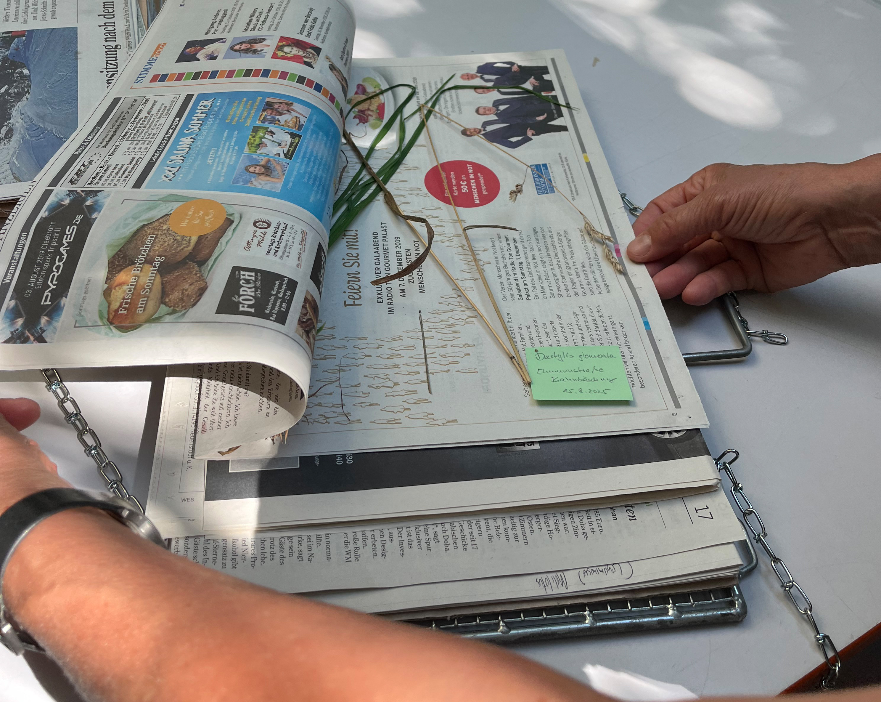 Eine Pflanze in einem Zeitungsblatt wird gerade in eine metallische Pflanzenpresse gelegt.