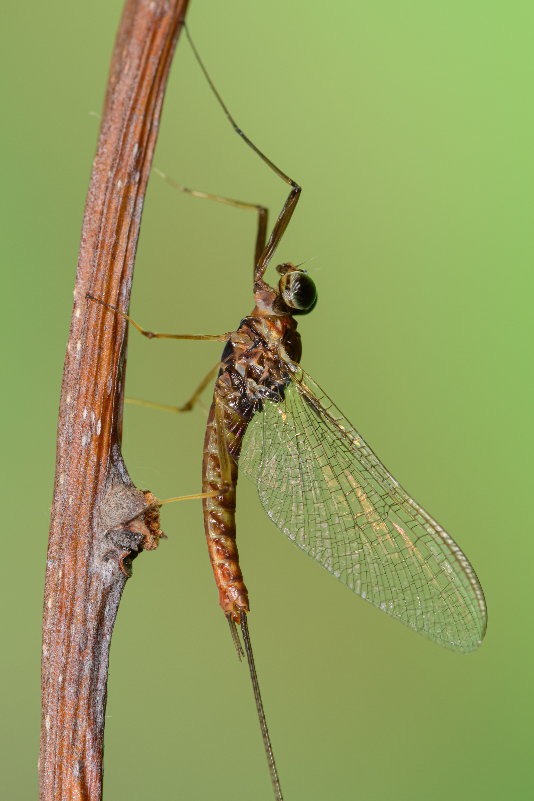 Eine männliche Eintagsfliege der Art Ecdyonurus venosus
