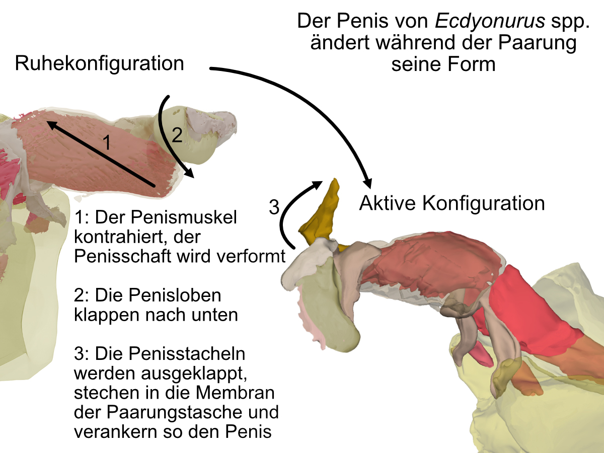 Grafische Übersicht der Mechanismen, die zur Formveränderung des Penis führen. Links  µ-CT Rekonstruktion des Penis in der Ruhekonfiguration, rechts  µ-CT Rekonstruktion des Penis in aktiver Konfiguration. Dazwischen Erklärtext: Der Penis von Ecdyonurus spp. ändert während der Paarung seine Form. 1: Der Penismuskel kontrahiert, der Penisschaft wird verformt 2: Die Penisloben klappen nach unten 3: Die Penisstacheln werden ausgeklappt, stechen in die Membran der Paarungstasche und verankern so den Penis