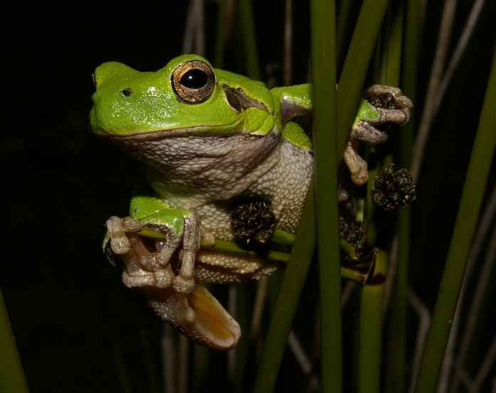 Laubfrosch