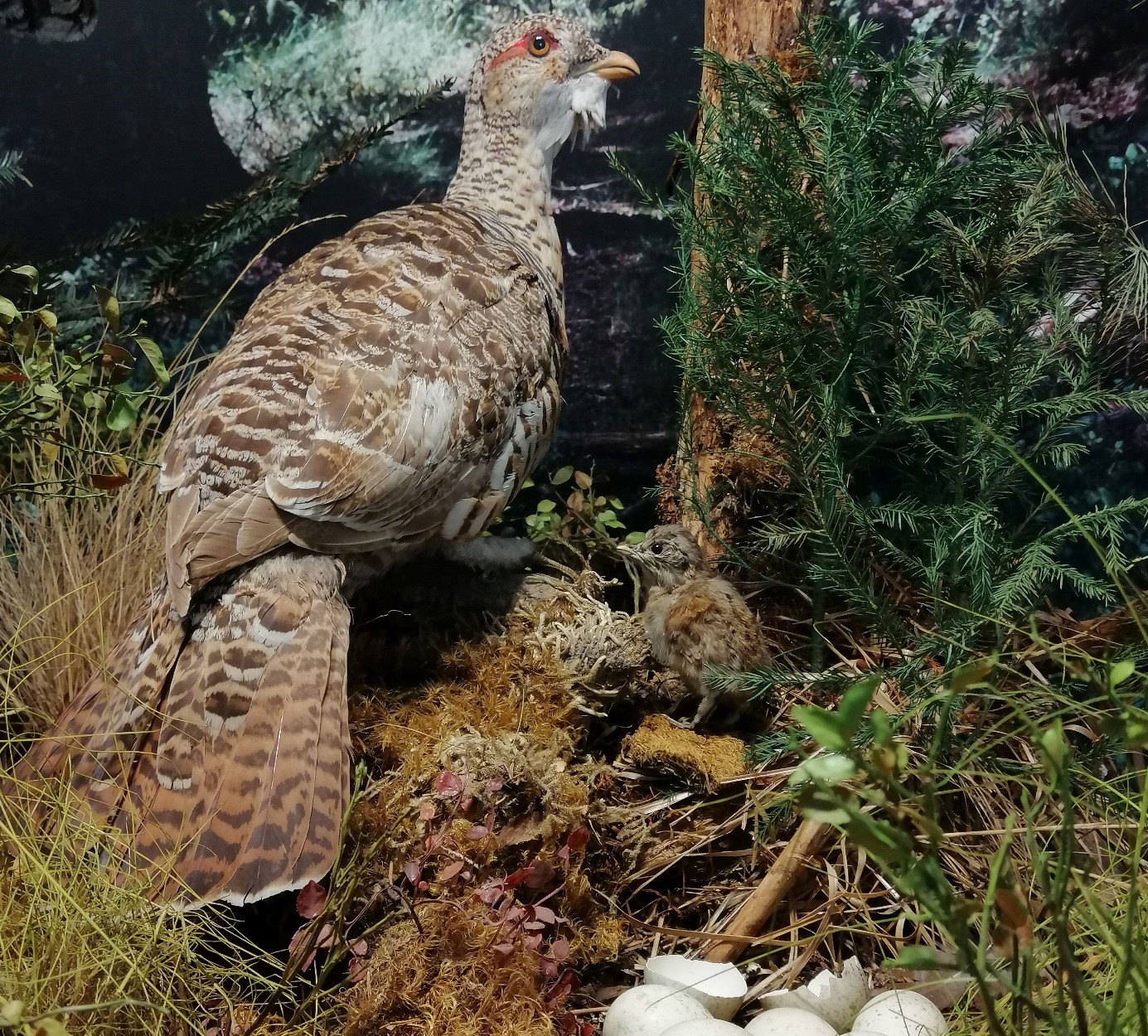 Auerhuhn neben Nest mit Eiern