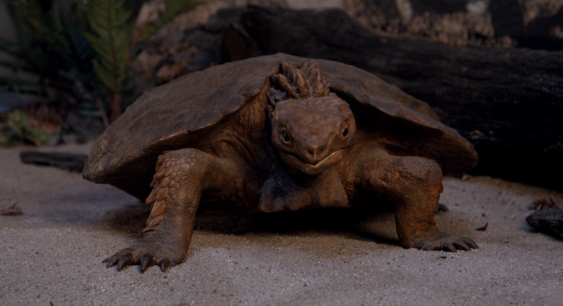 Modell der Urschildkröte Proganochelys