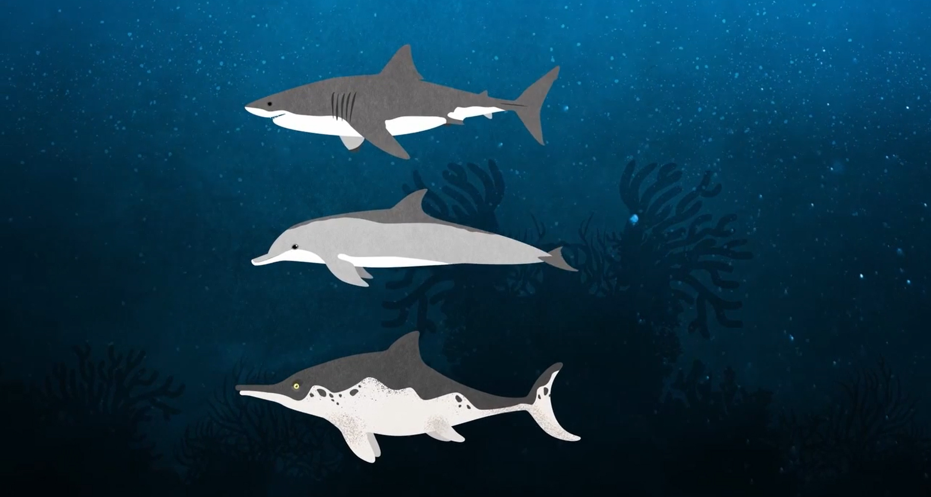Zeichnung Hai, Delfin und Fischsaurier im Vergleich