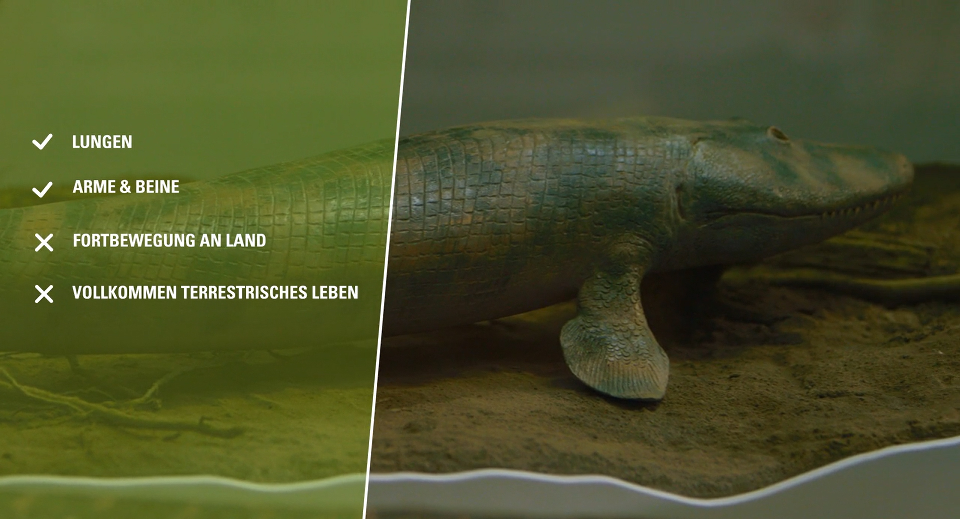 Modell von Tiktaalik, einer urzeitlichen Art in der Entwicklung der Landwirbeltiere mit Checkliste, welche Merkmale für den Landgang vorhanden sind