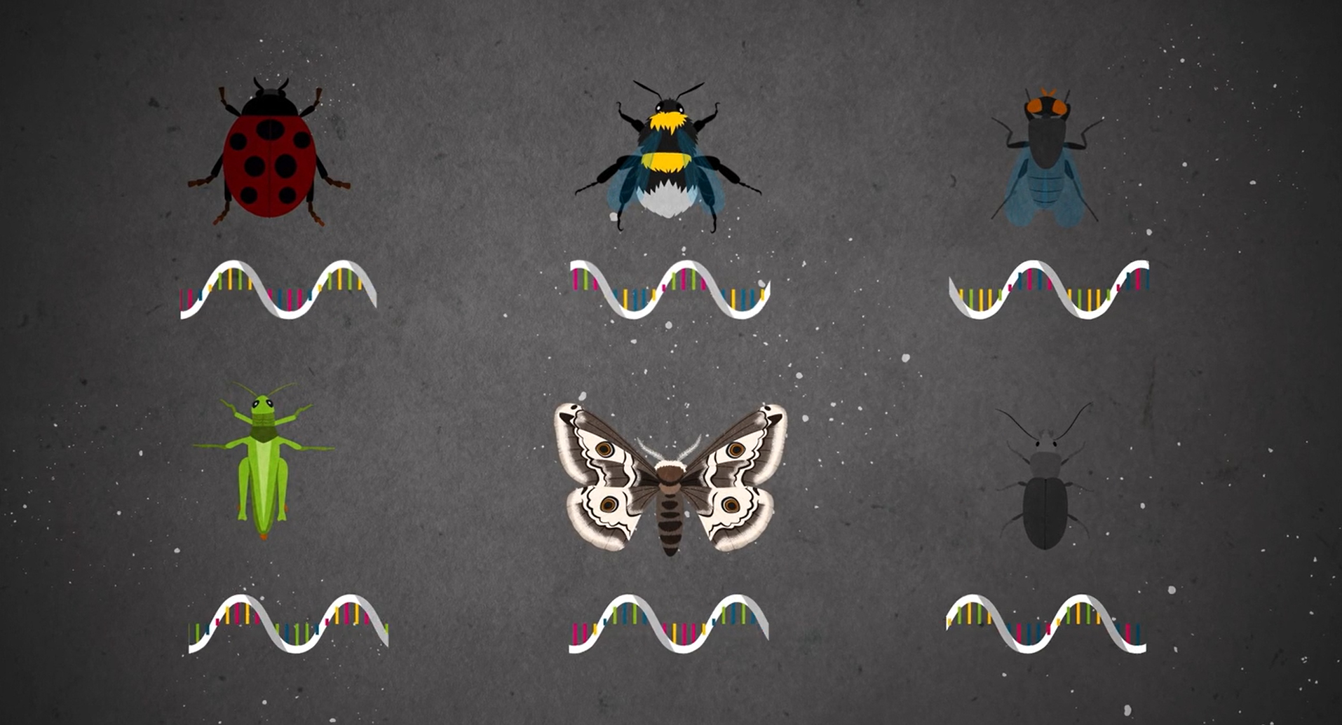 Zeichnung verschiedener Insekten mit Teil ihrer DNA darunter