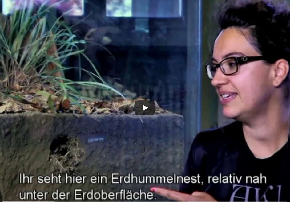 Frau zeigt an Diorama das Nest einer Dunklen Erdhummel