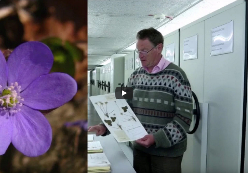Mann zeigt in botanischer Sammlung Herbarbogen
