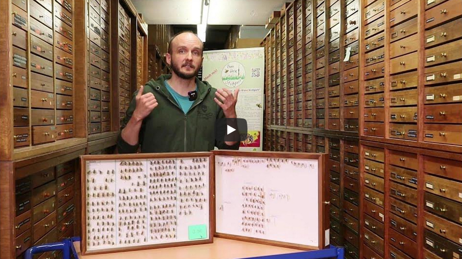 Mann stellt Objekte in der Insektensammlung des Naturkundemuseums Stuttgart vor