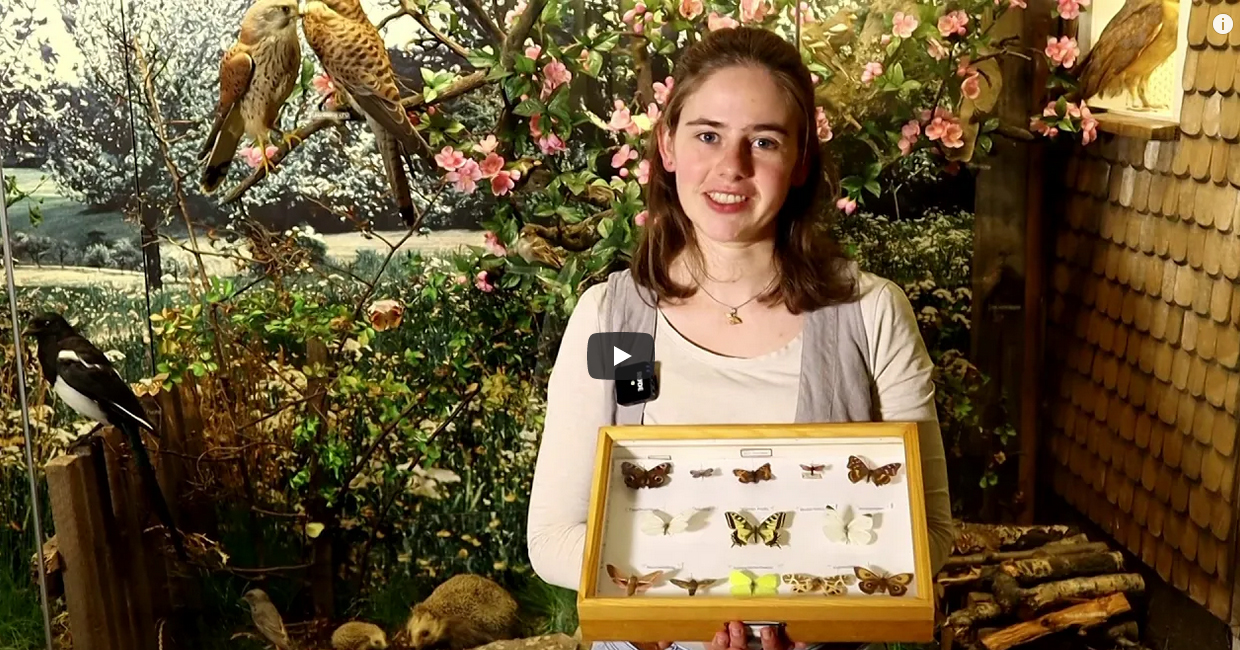 Frau zeigt Insektenkasten