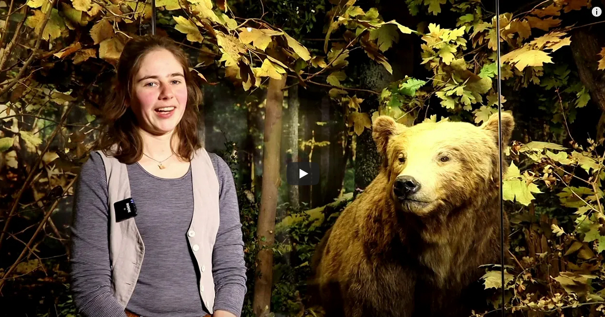 Frau erklärt etwas vor Diorama mit Bären-Präparat