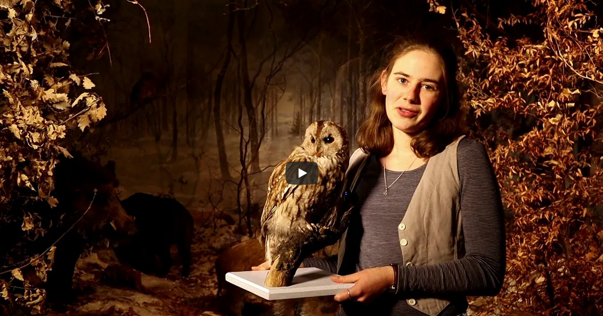 Frau zeigt Vogelpräparat vor winterlichem Diorama