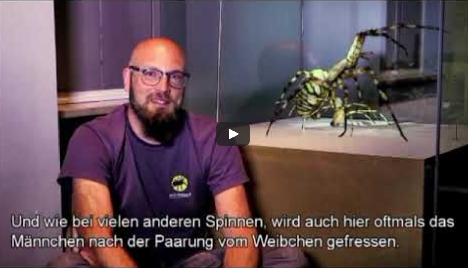 Mann vor vergrößerten Modellen zweier Wespenspinnen.