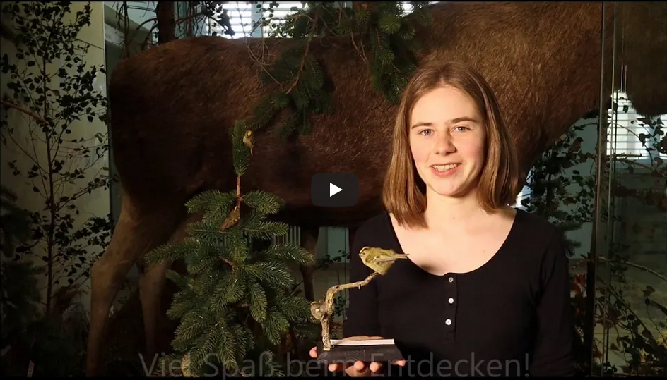 Frau mit Präparat Wintergoldhähnchen
