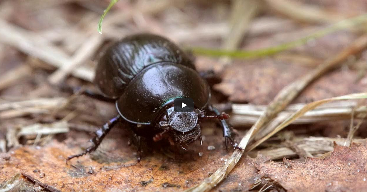 Ein Mistkäfer krabbelt über den Boden