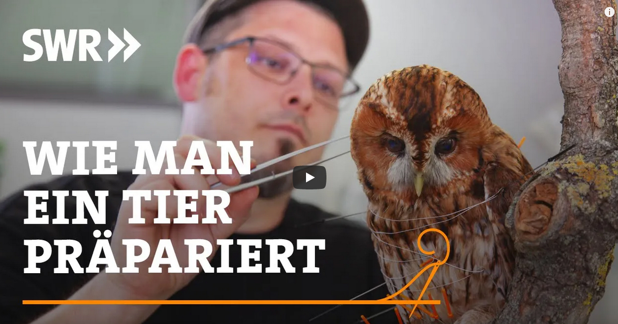 Mann bei der Präparation eines Waldkauzes, Bild mit eingebetteter Schrift: Wie man ein Tier präpariert
