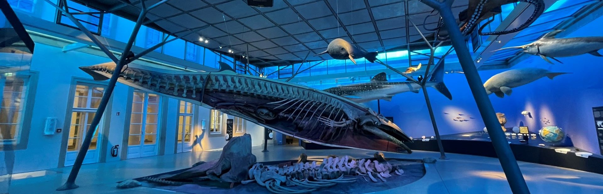 Überblick Ausstellungsbereich Meeressaal