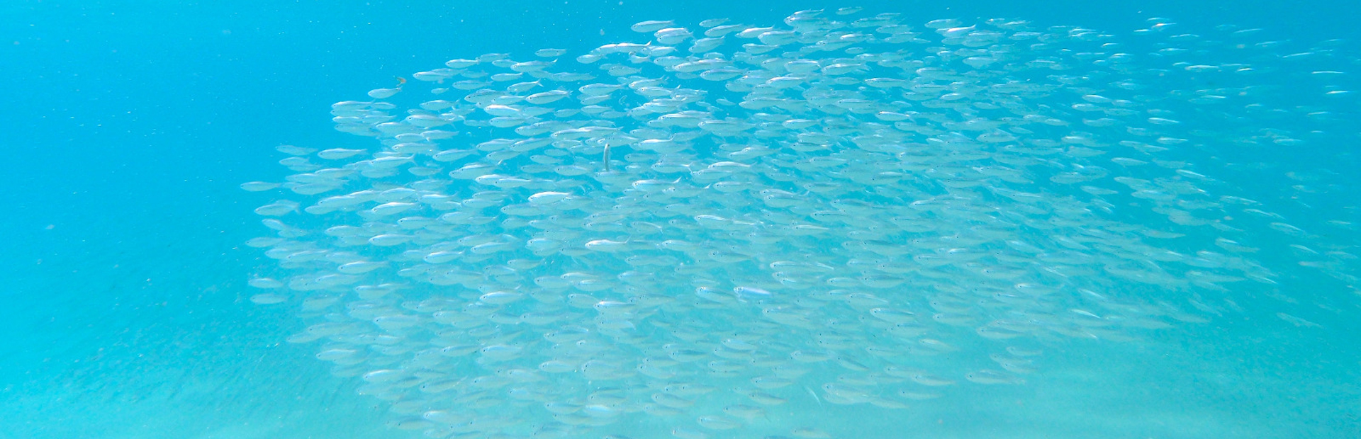 Fischschwarm