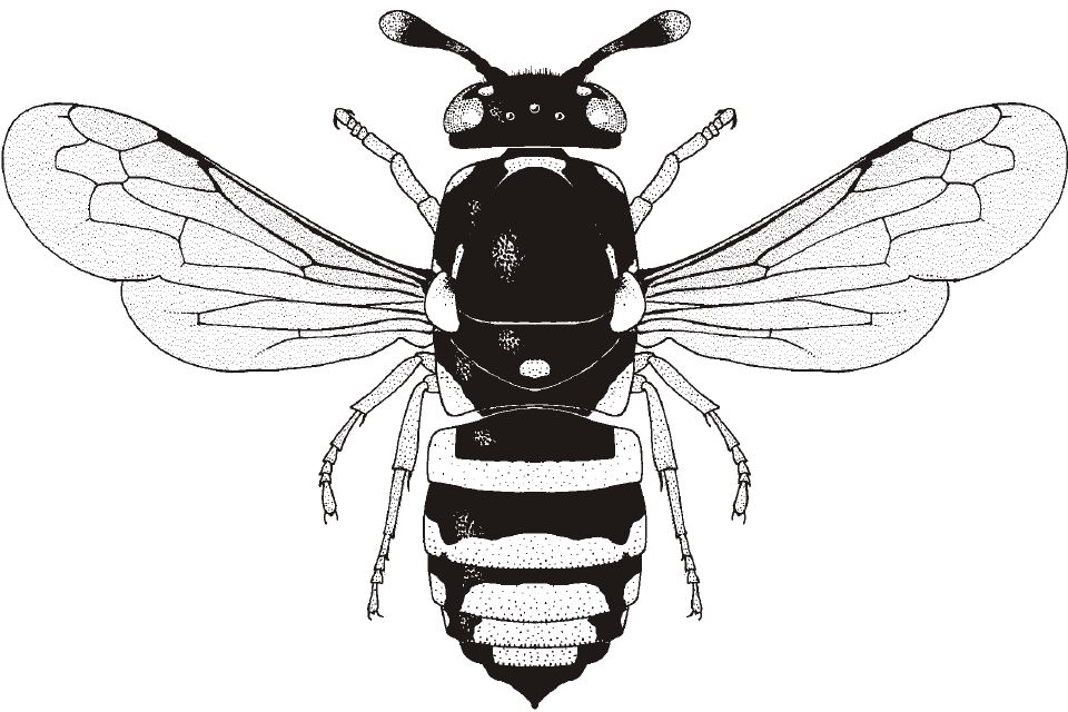 Logo 11. Hymenopteren-Tagung