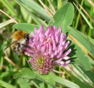 Hummel auf Kleeblüte