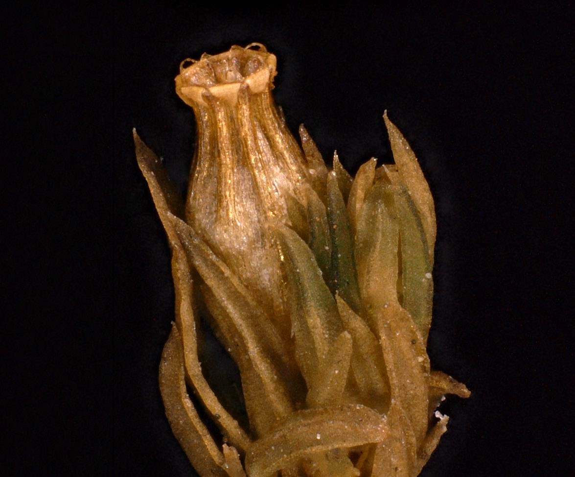 Orthotrichum philibertii
