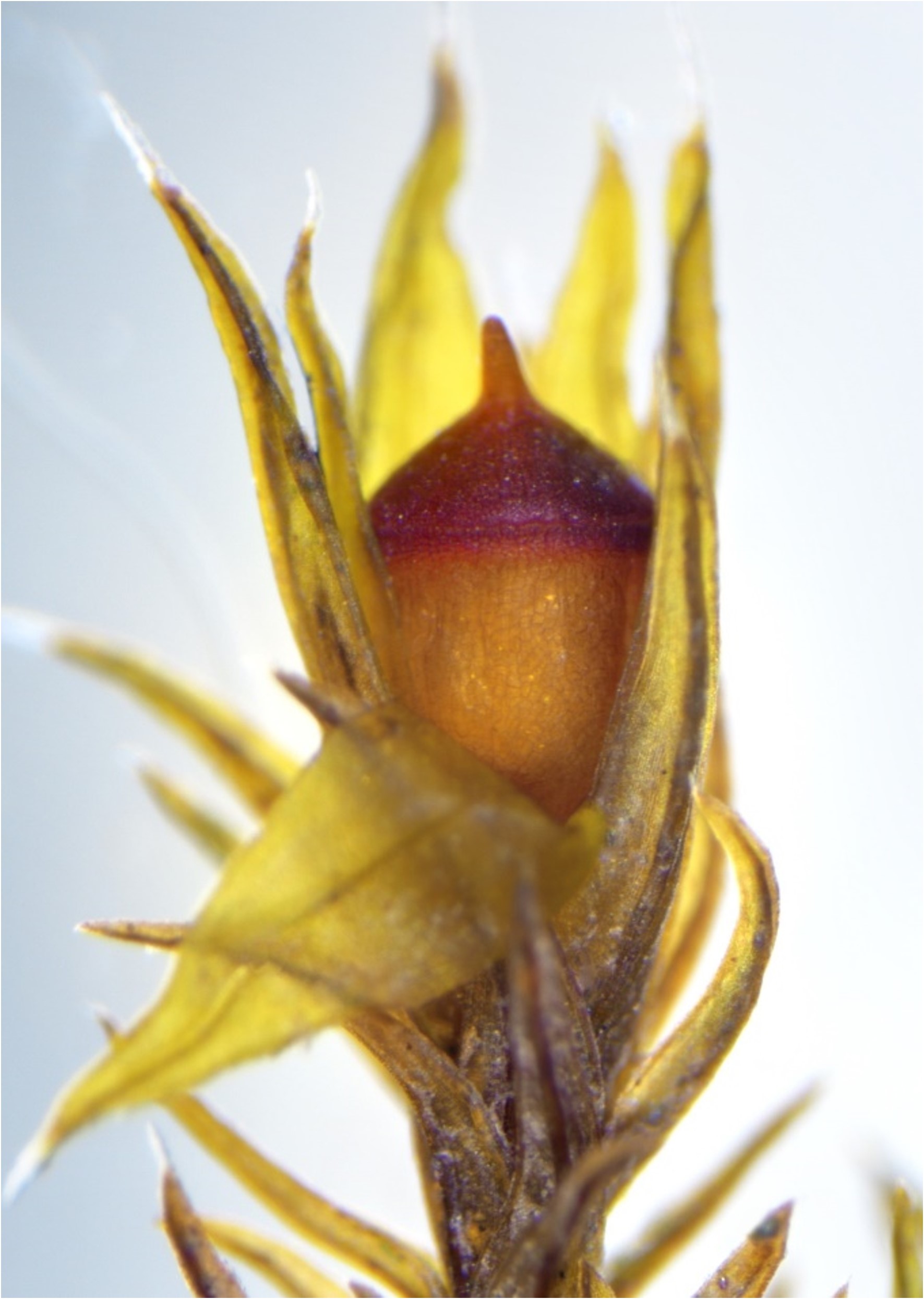 Schistidium spinosum
