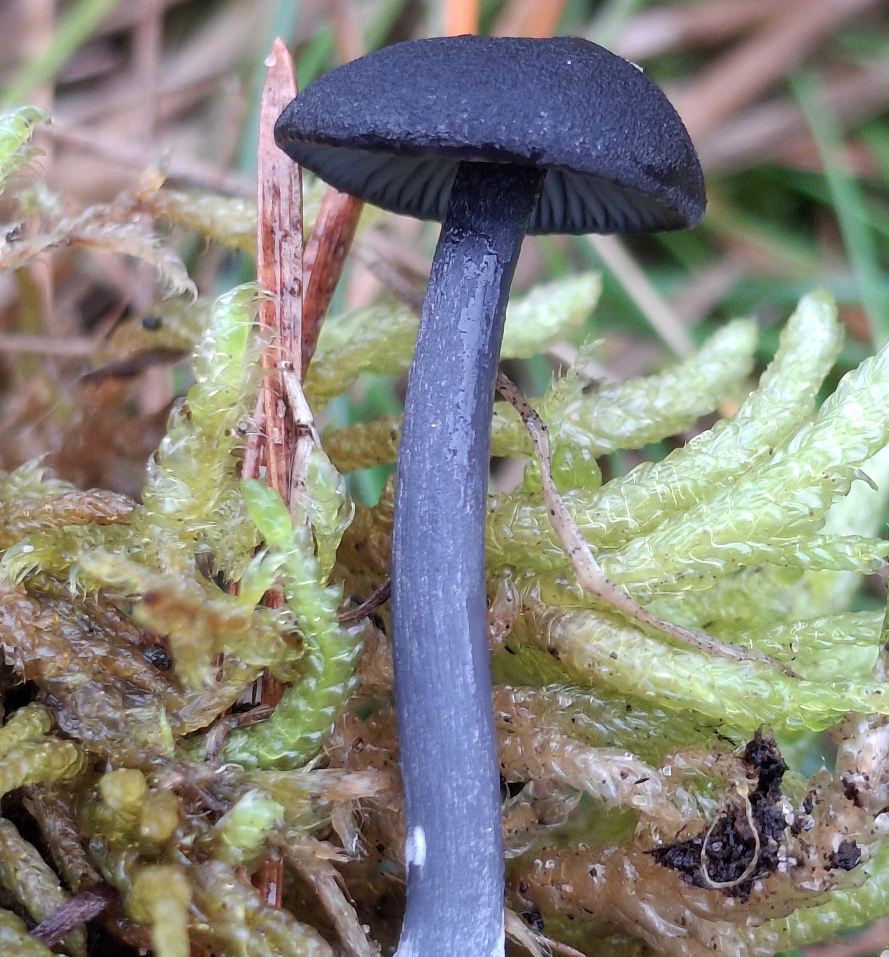 Rötling Pilz