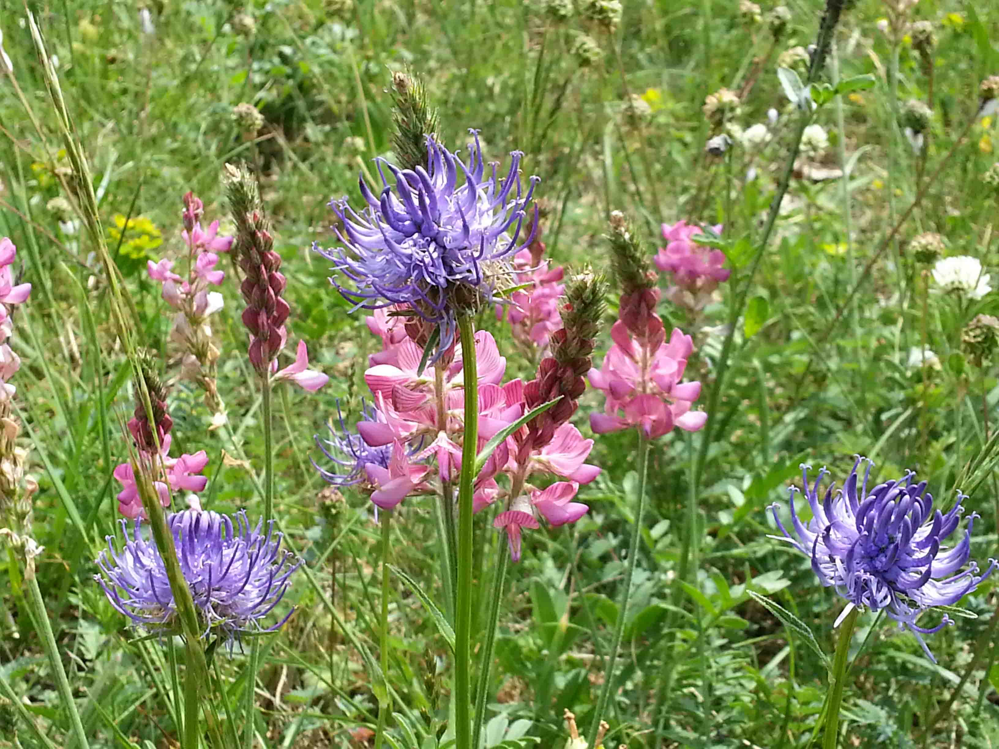 Blühende Pflanzen auf Wiese