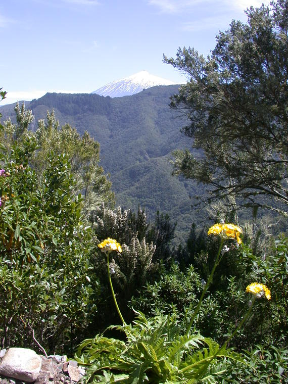 Lorbeerwald