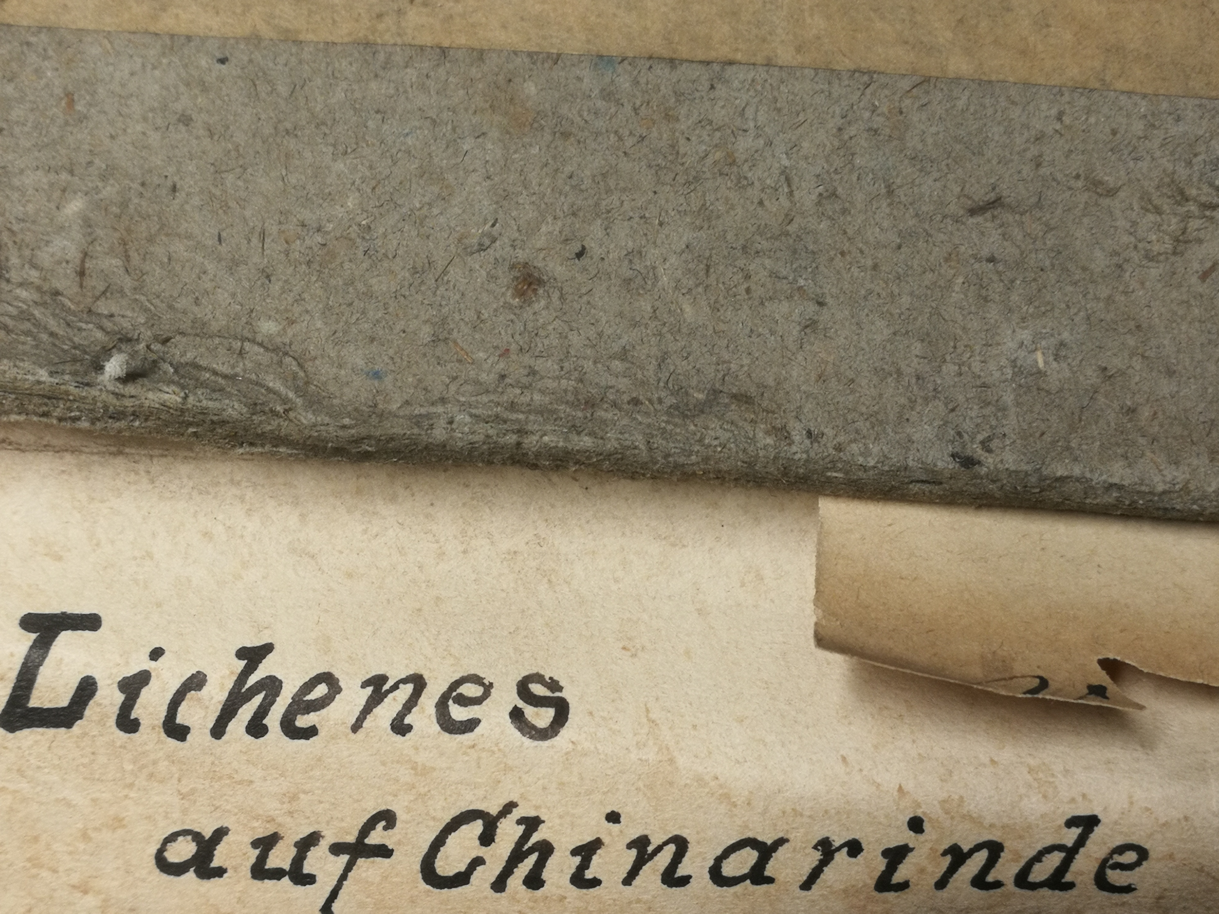 Flechten auf historischen Proben von China-Rinde