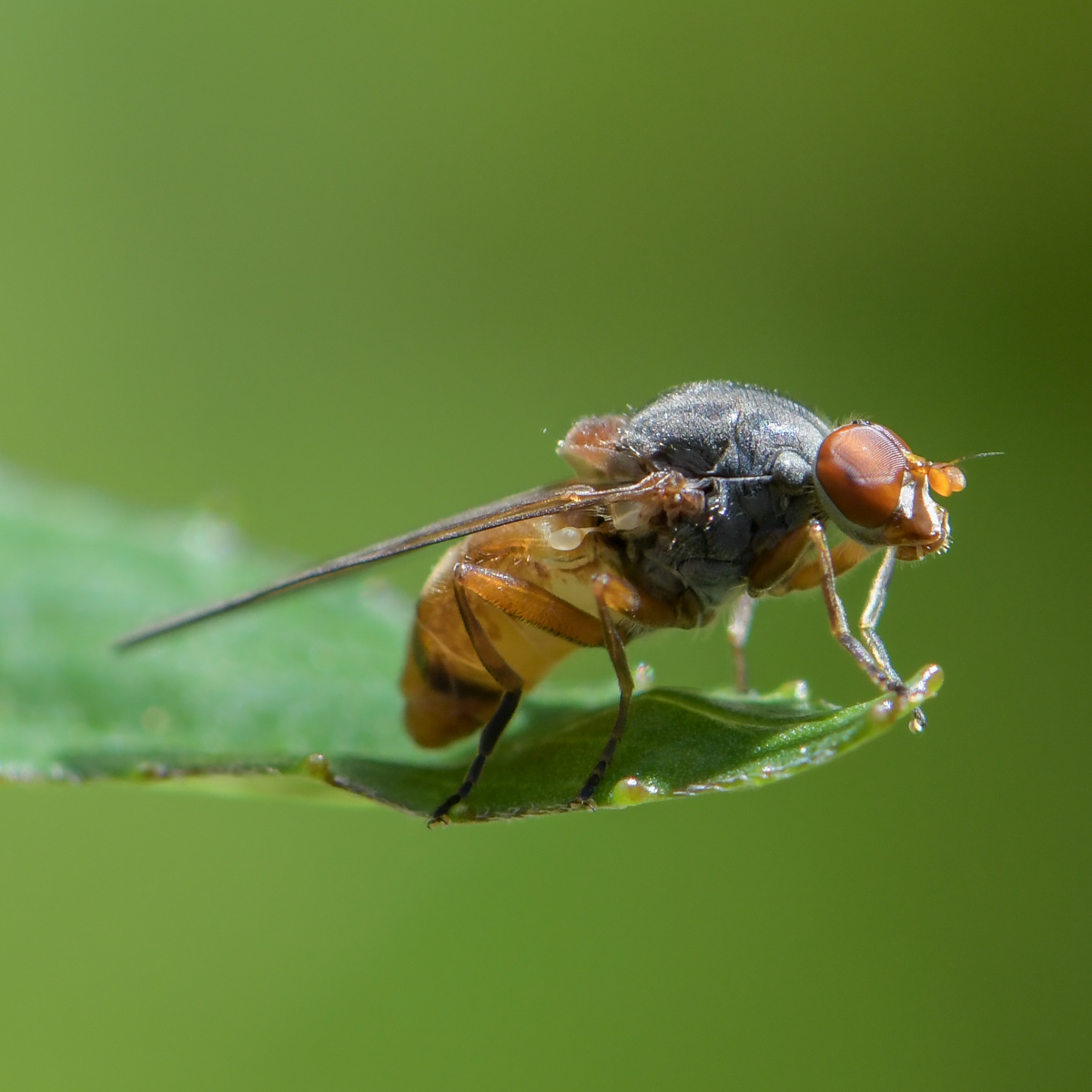 Schwebfliege Brachyopa pilosa