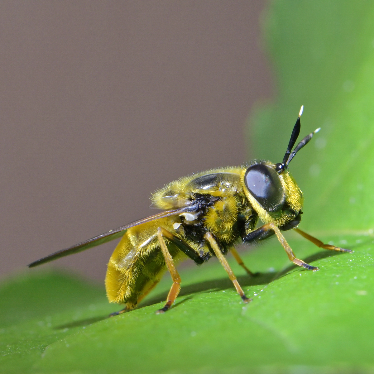 Schwebfliege Callicera aurata