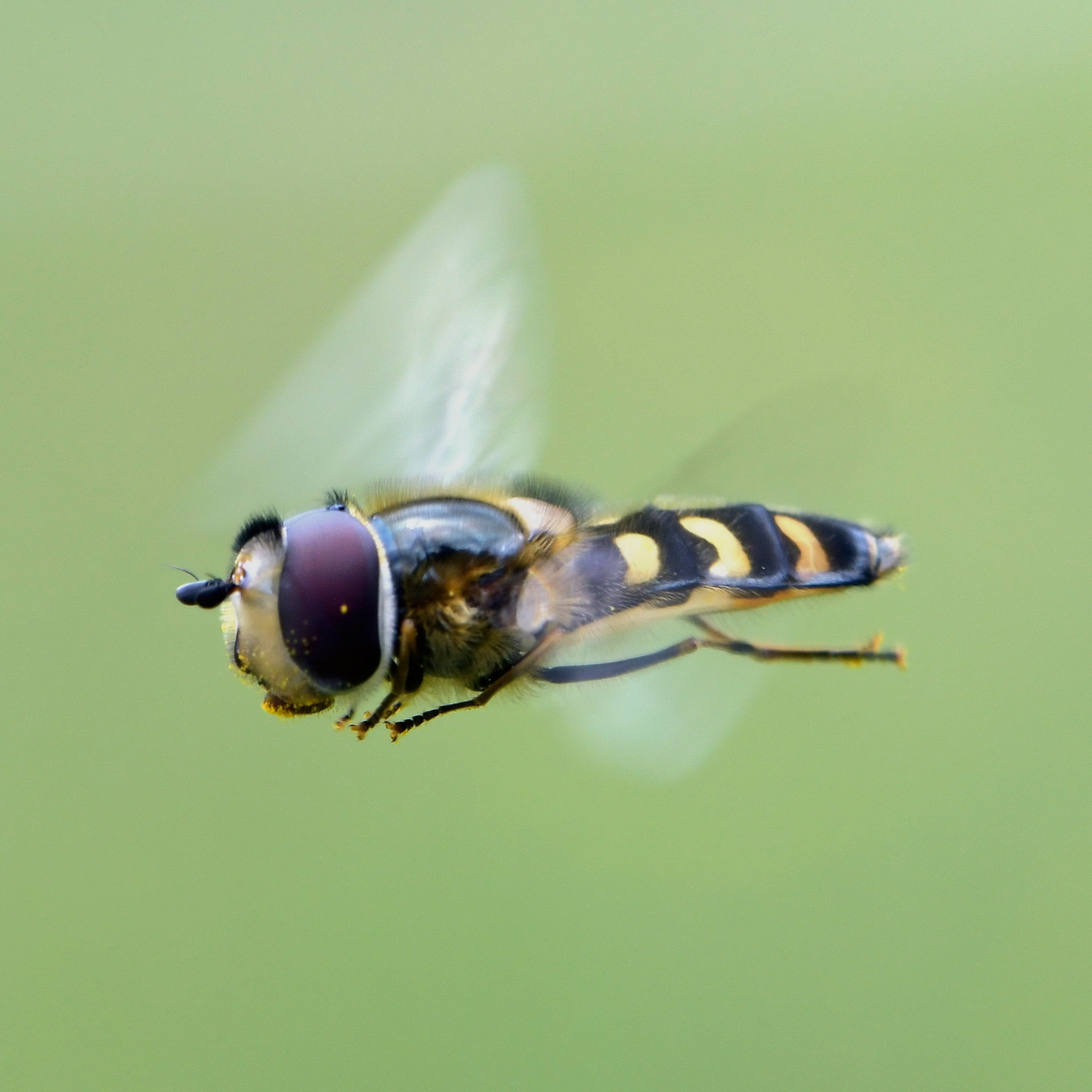 Schwebfliege Scaeva selenitica