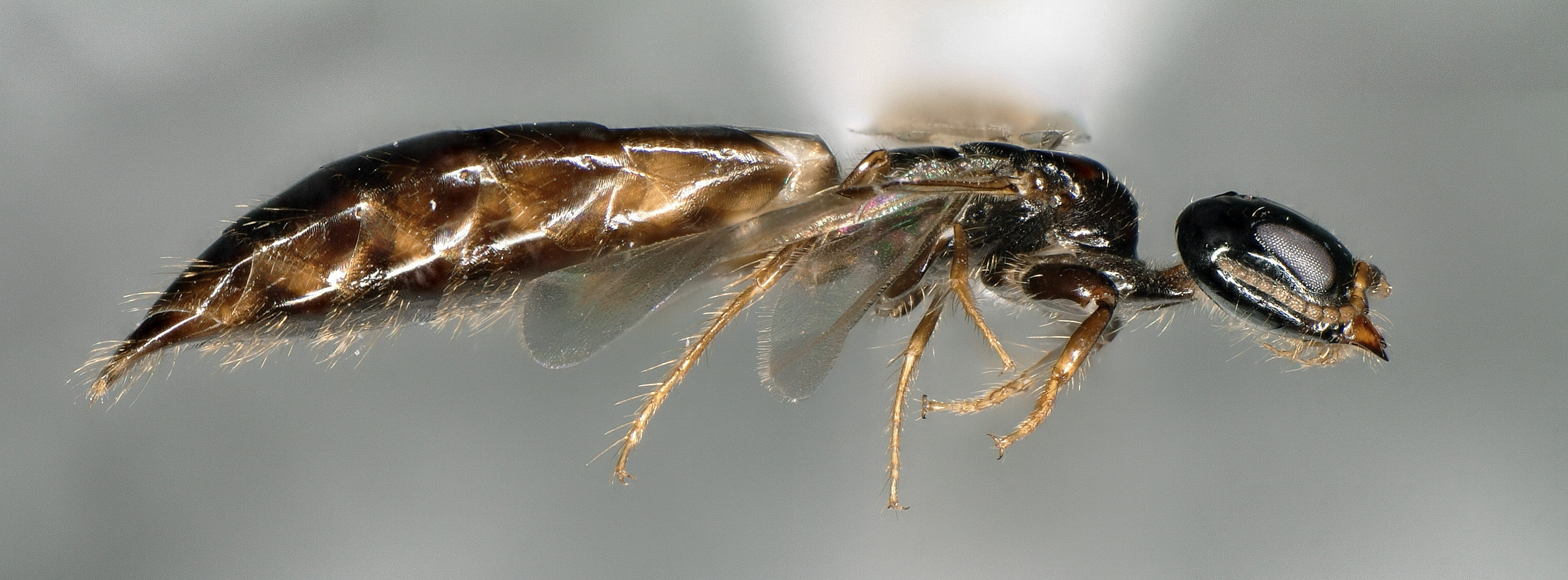 Hautflügler der Art Pristapenesia asiatica