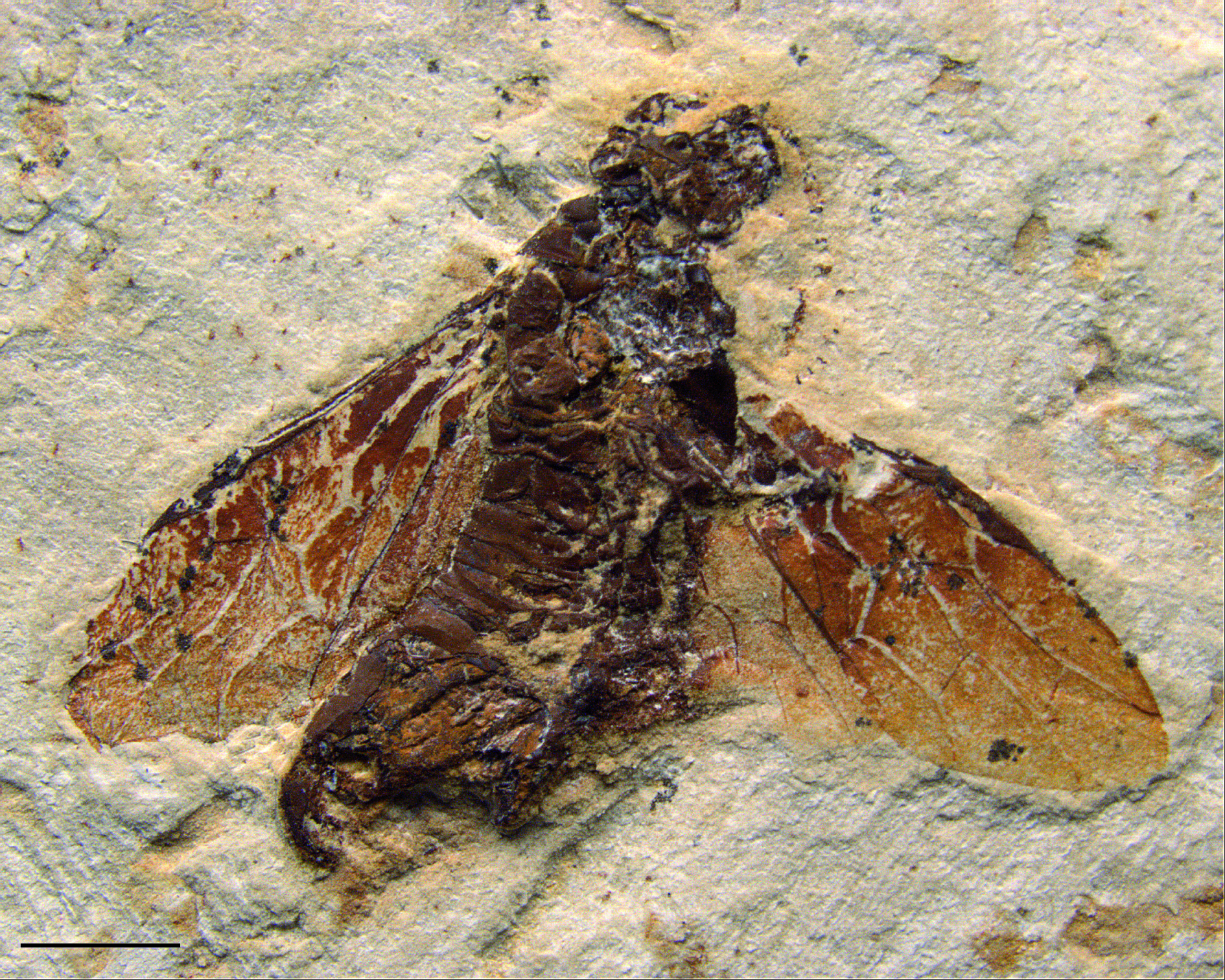 Fossil eines Hautflüglers