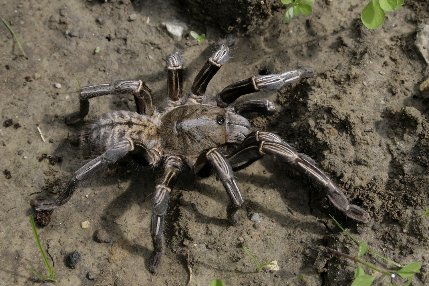 Gestreifte Thai-Vogelspinne