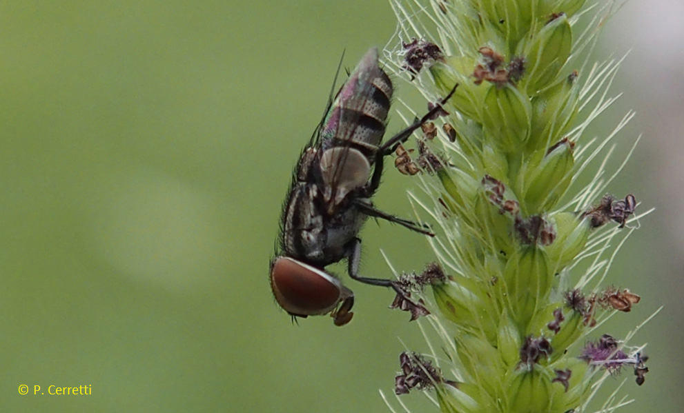Fliege an Pflanze