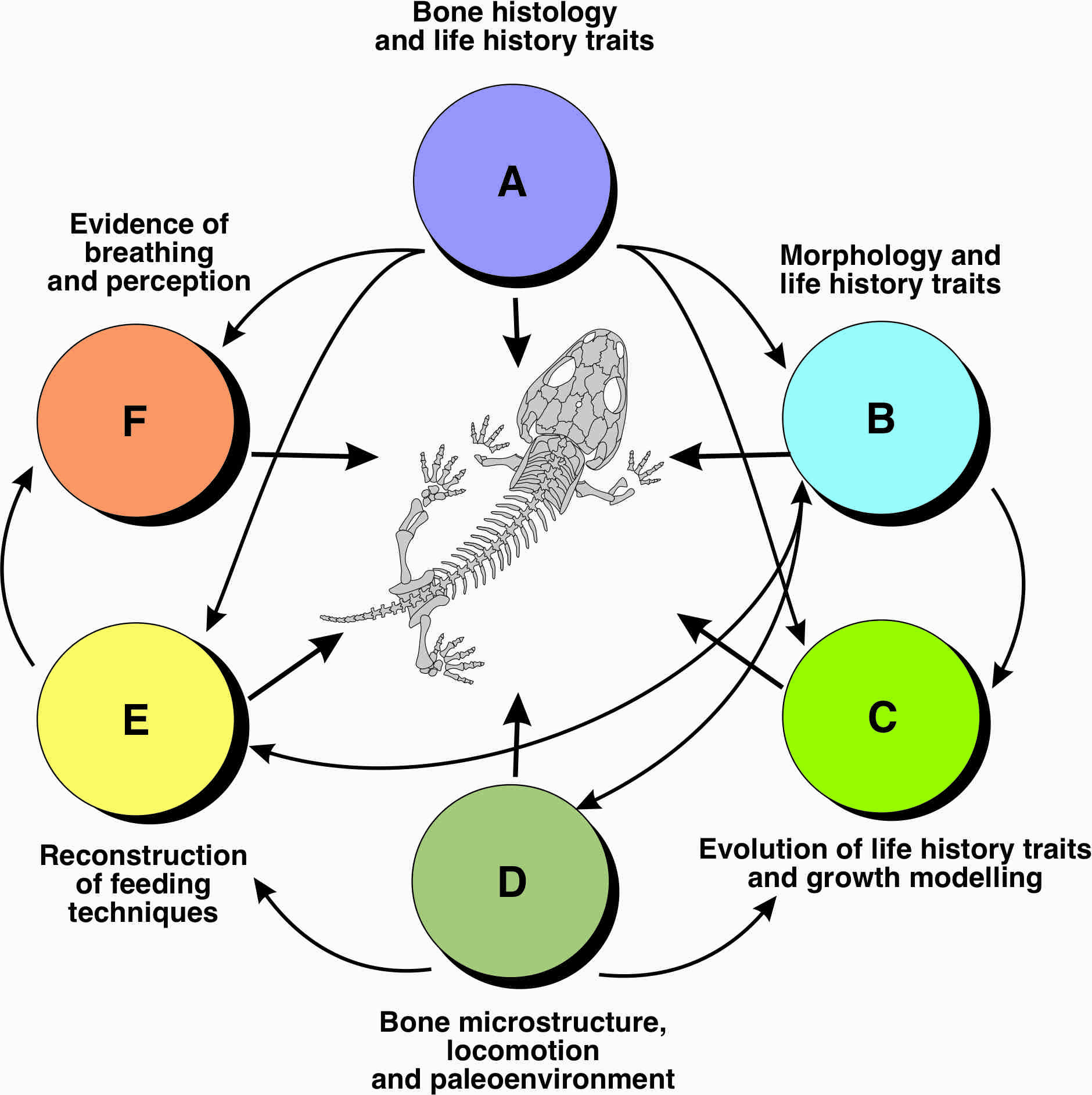 Projektbeschreibung zu Evolution von life histories bei frühen Landwirbeltieren