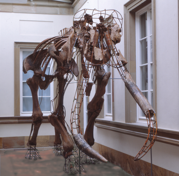 Fossiles Skelett eines Europäischen Waldelefanten im Schloss Rosenstein