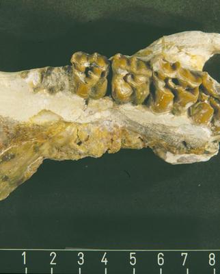 Fossil eines Säugetier-Unterkiefers