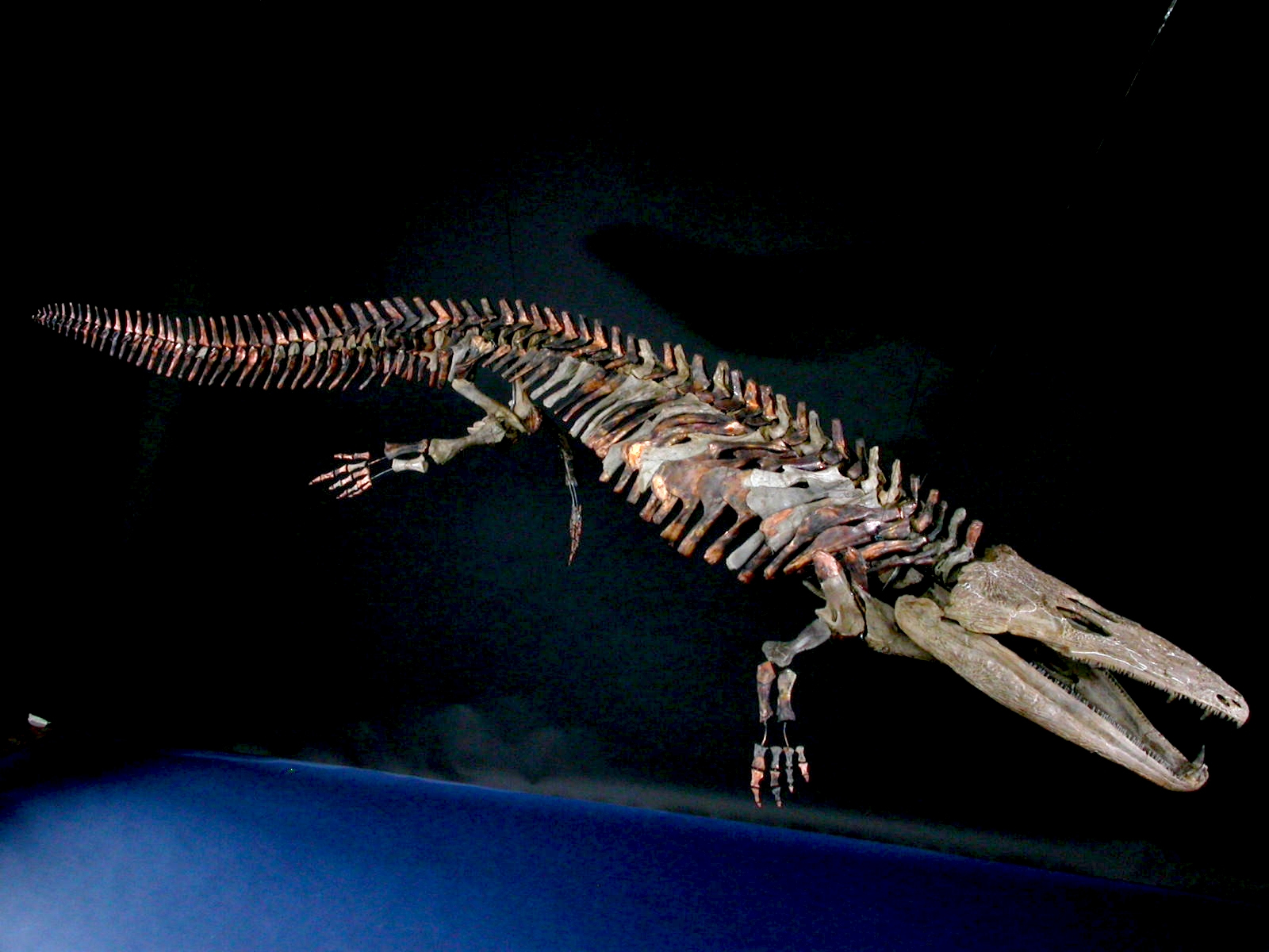 Präparat eines Fossils der Ur-Amphibie Mastodonsaurus