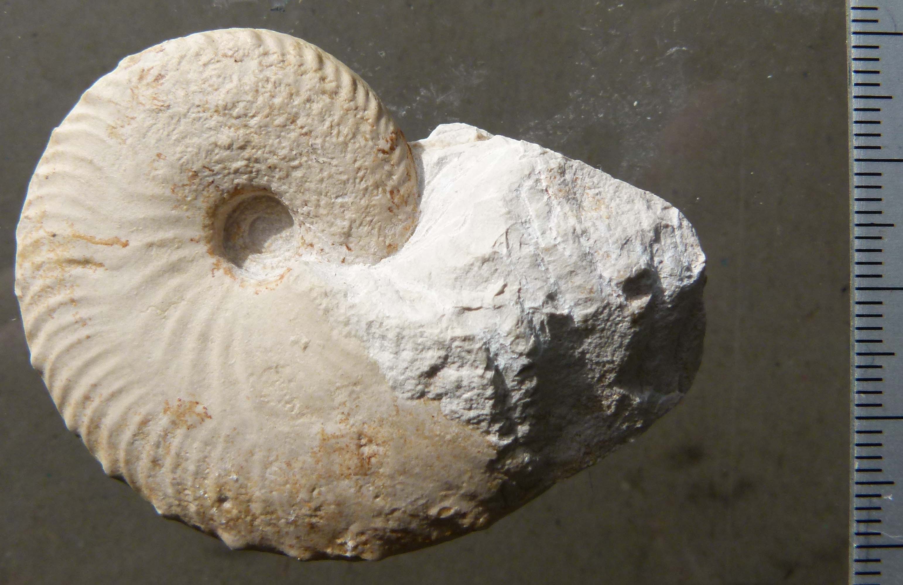 Fossil eines Nautilus