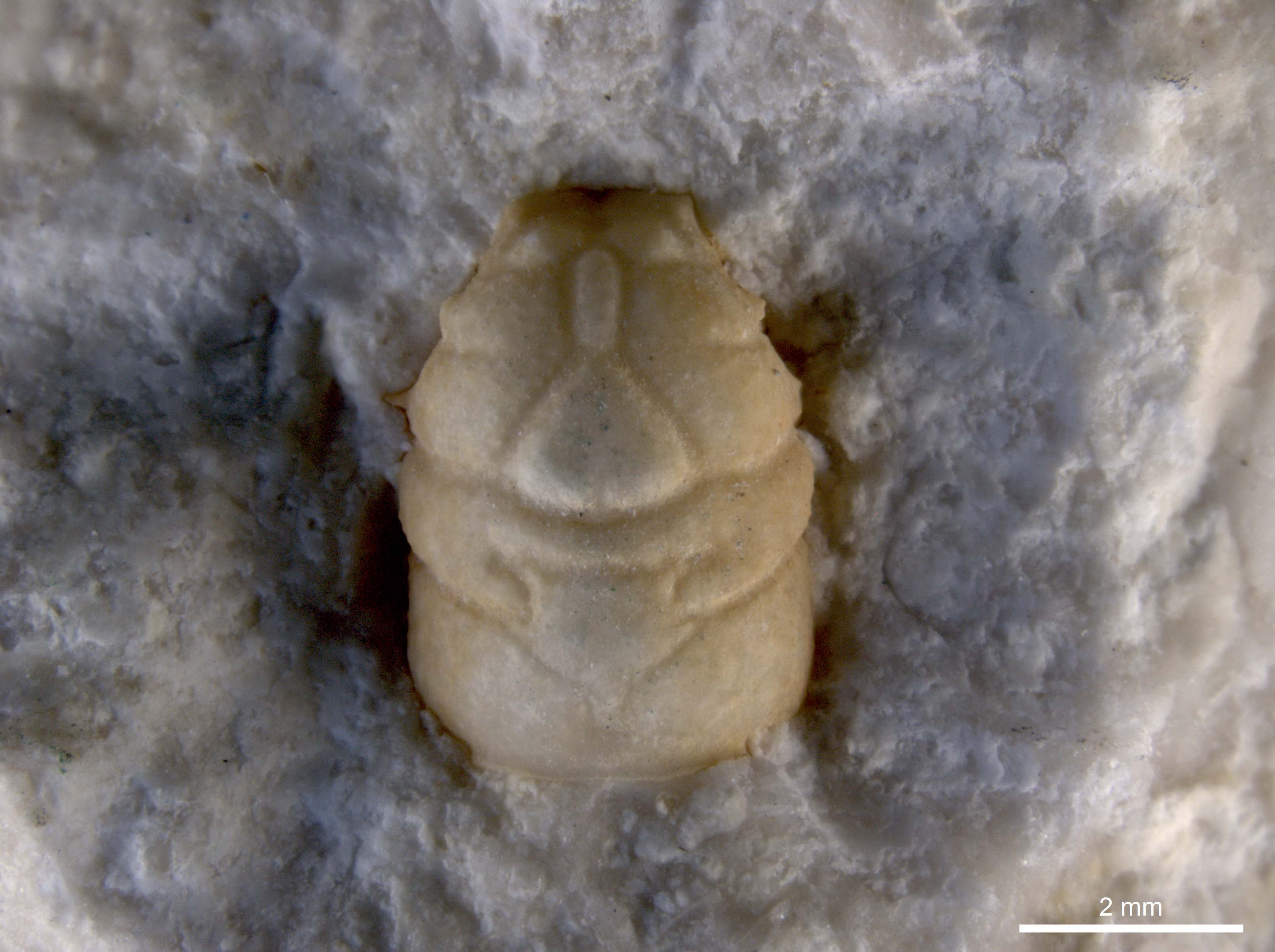 Fossiler Rückenpanzer eines Krebses aus der Jura-Zeit