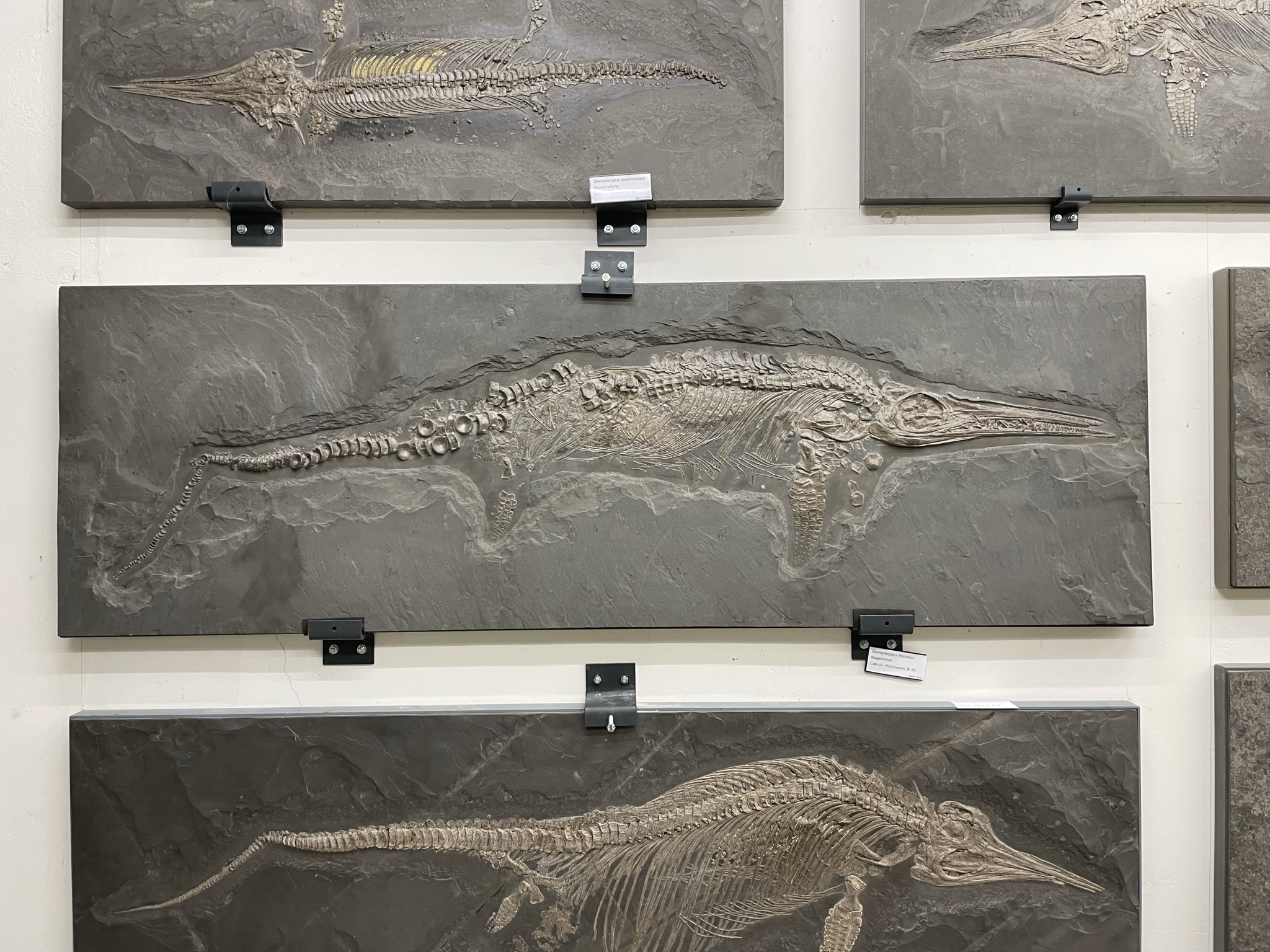 Fischsaurier Fossilien