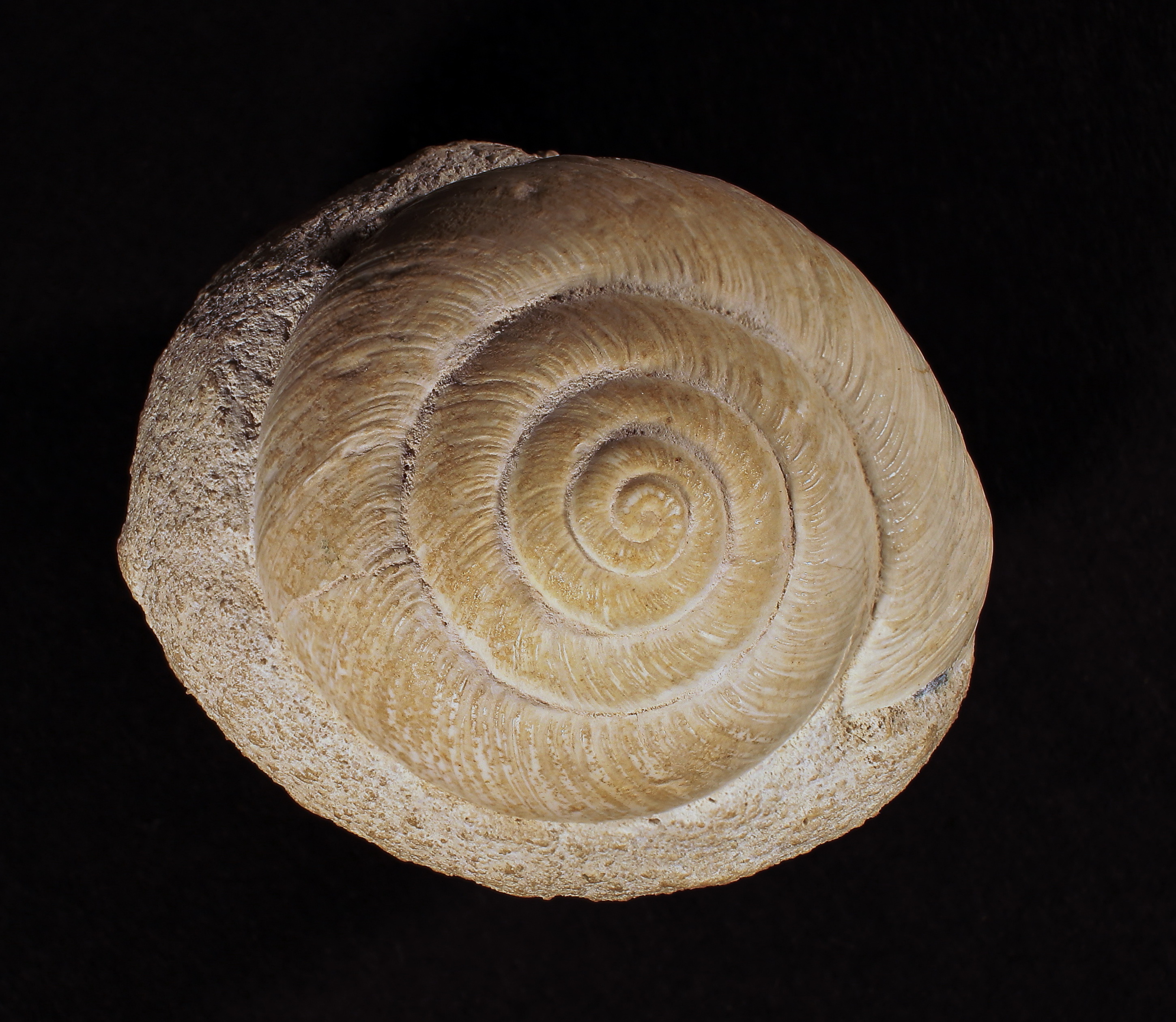 Fossil eines Schneckenhauses