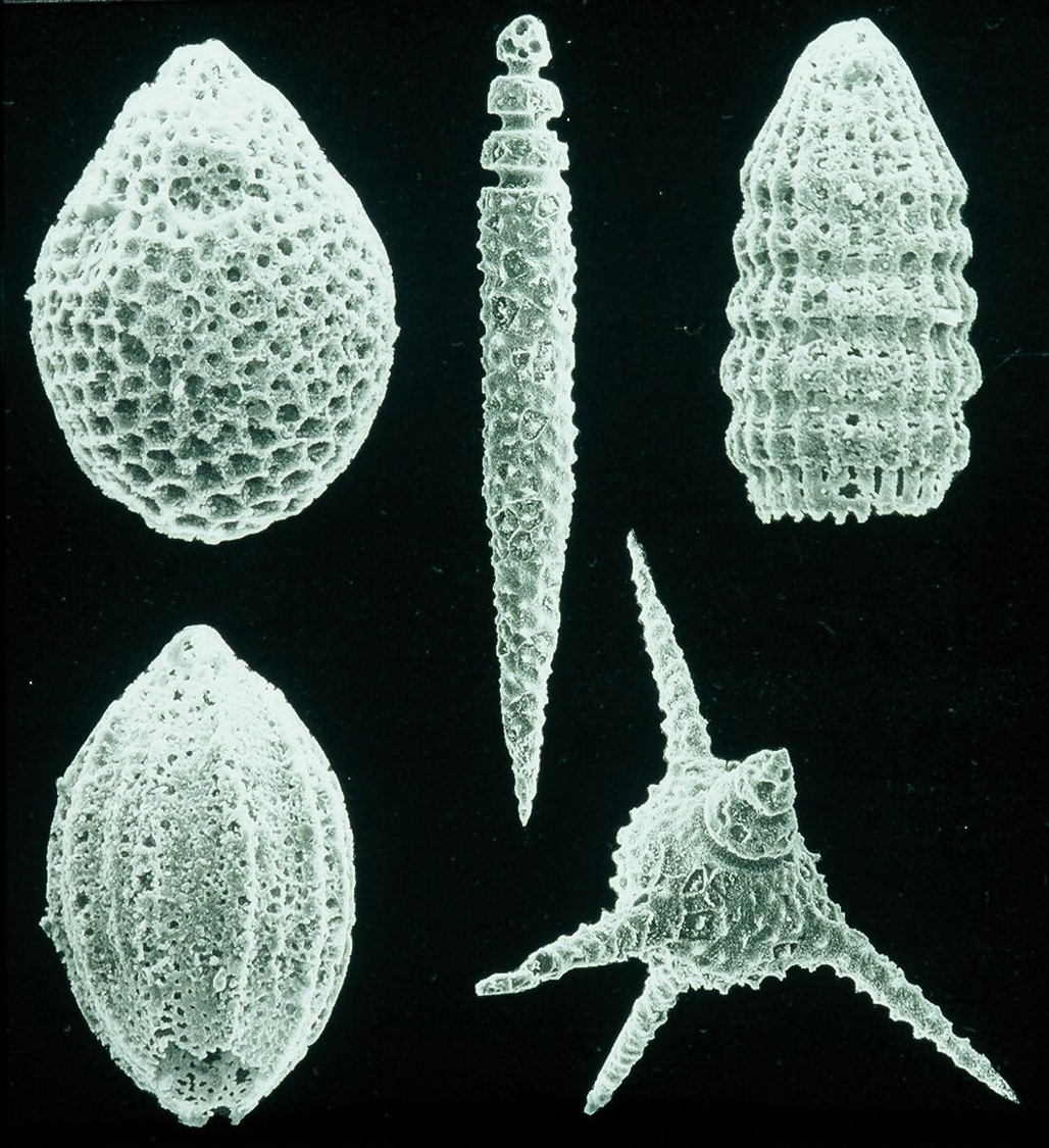 Rasterelektronenmikroskopische Aufnahmen von Mikrofossilien
