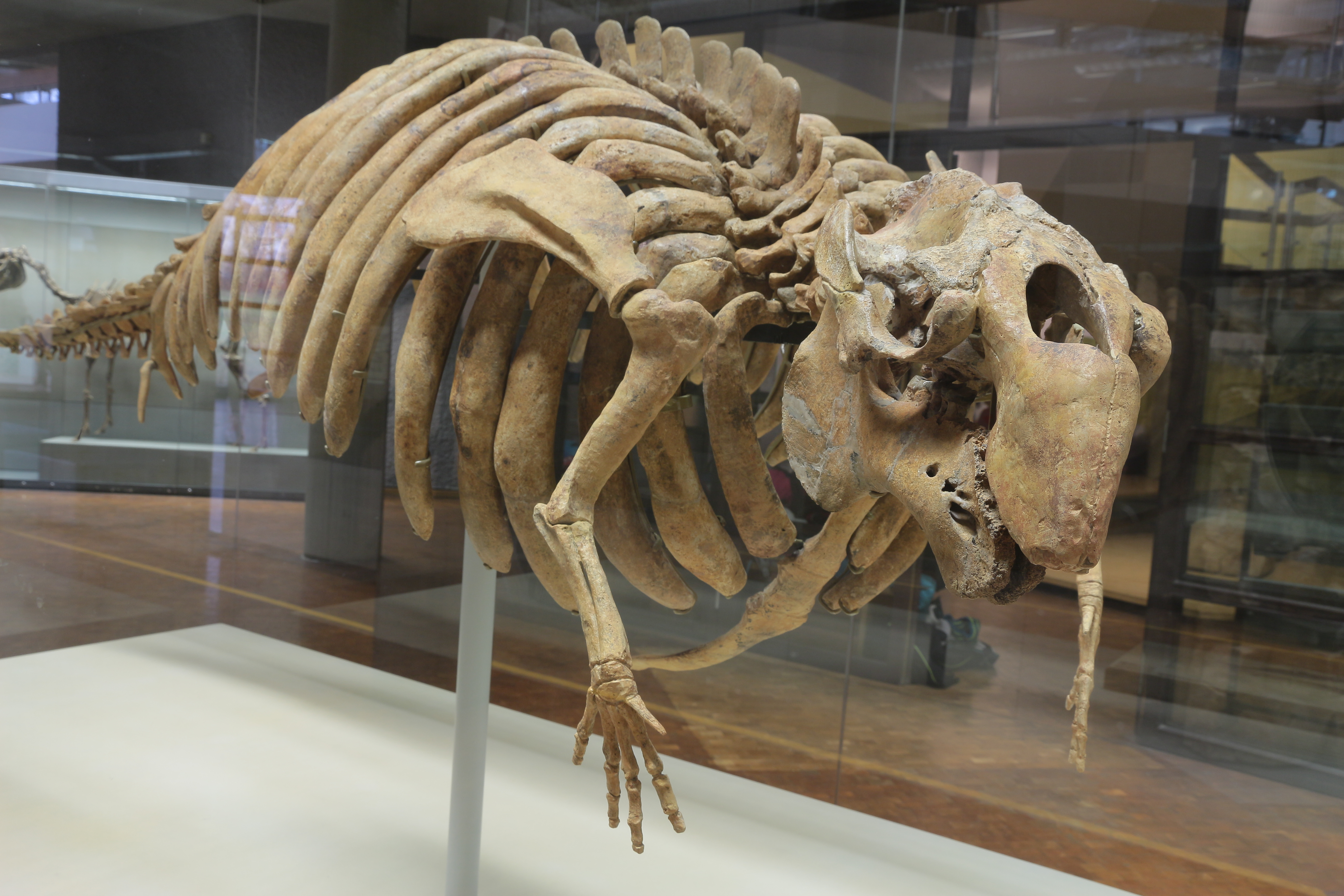 Fossil einer urzeitlichen Seekuh