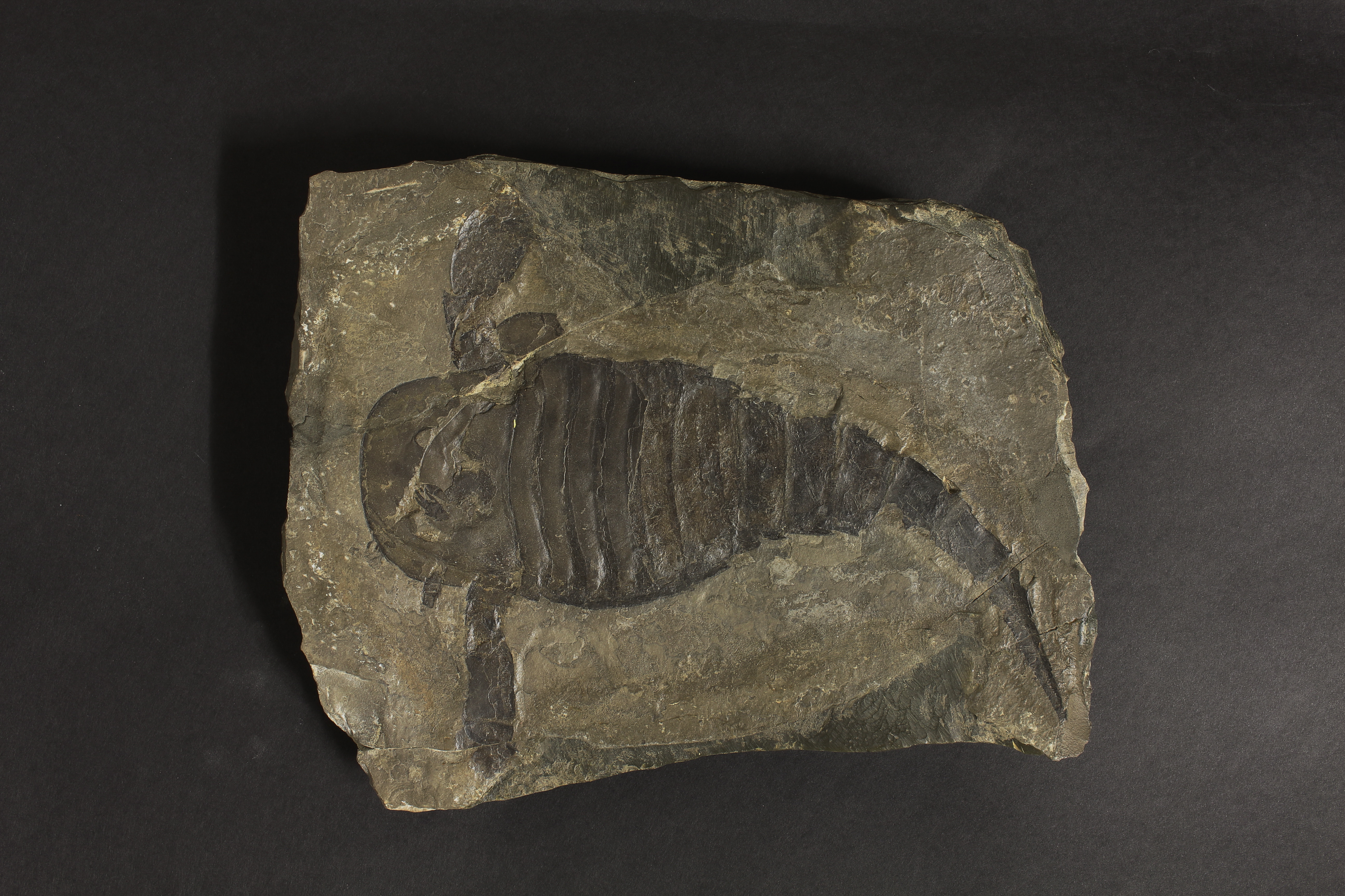 Gesteinsplatte mit Fossil eines Seeskorpions