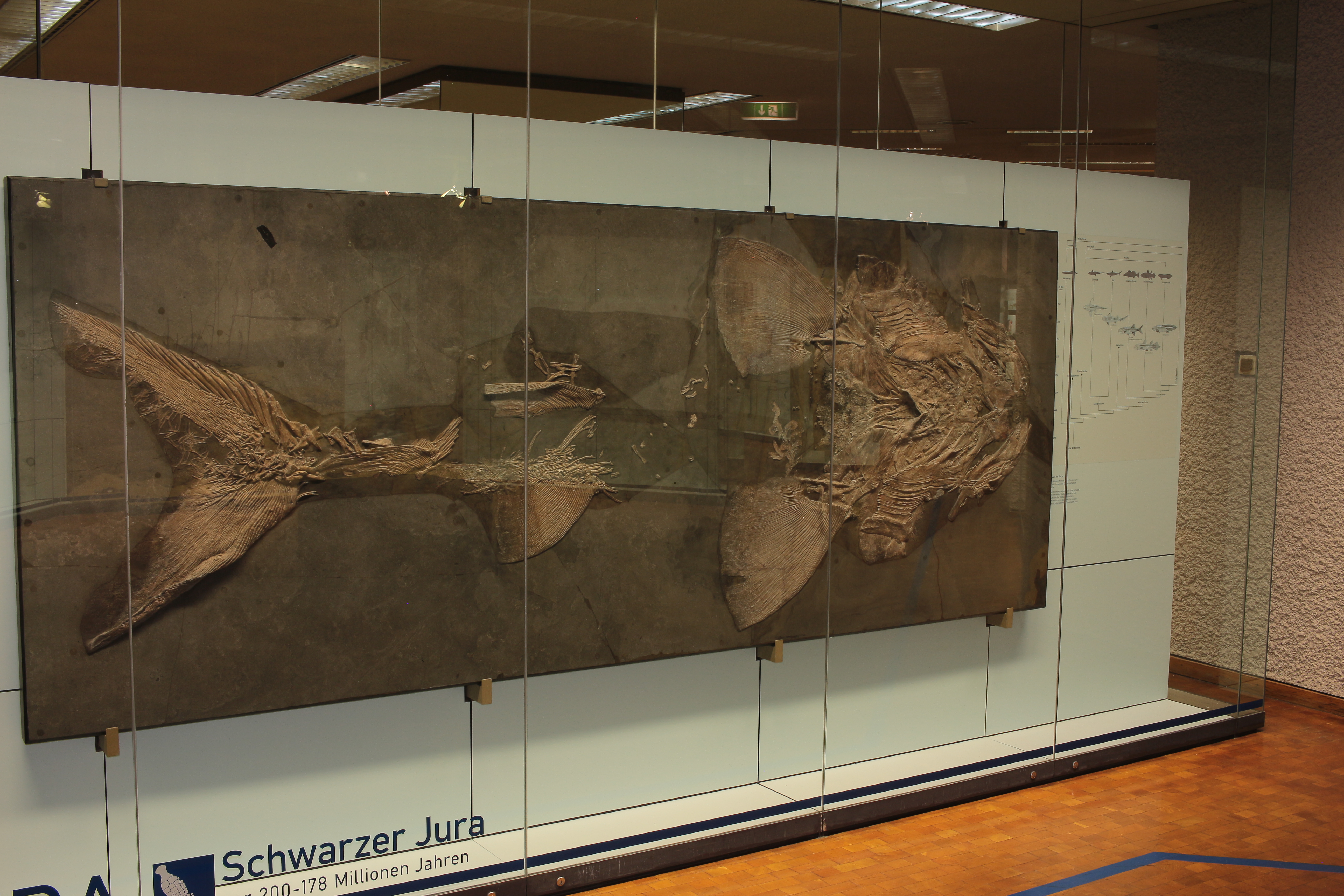 Fossil eines urzeitlichen Störs in der Ausstellung im Museum am Löwentor