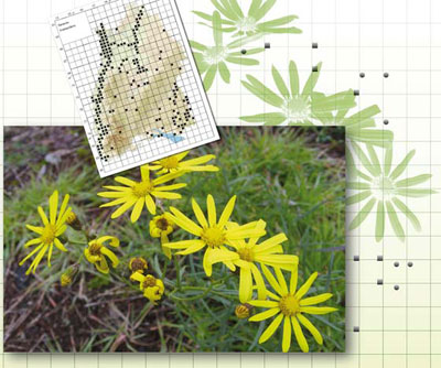 Kollage Pflanze, Verbreitungskarte und Grafik