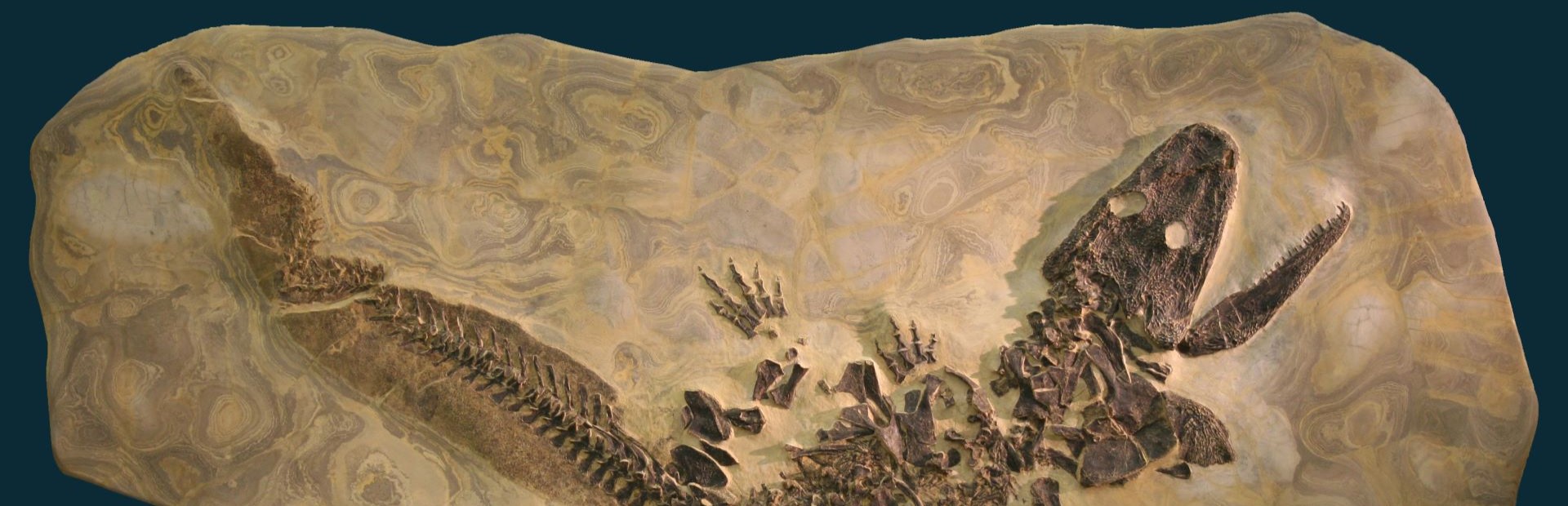 Fossil eines urzeitlichen Amphibs